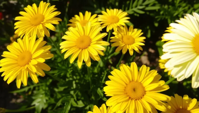 yellow and white daisy